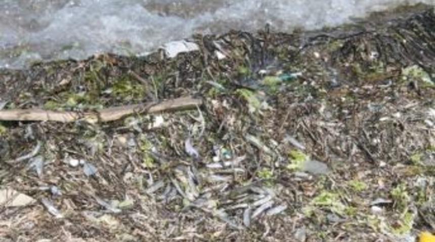 Bursa'nın Gemlik İl&ccedil;esi'nde Karaya Vuran Balıklar Korkuttu