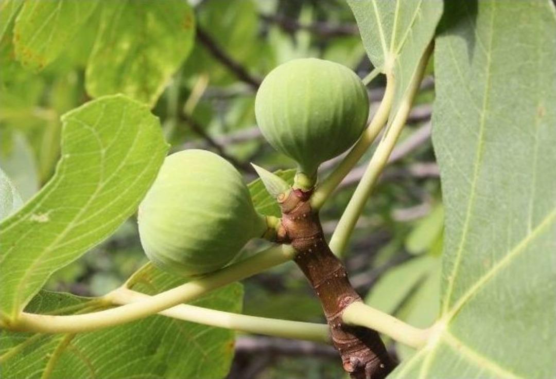 (&ouml;zel Haber) - Kaz Dağları, İnciriyle De Şifa Dağıtıyor