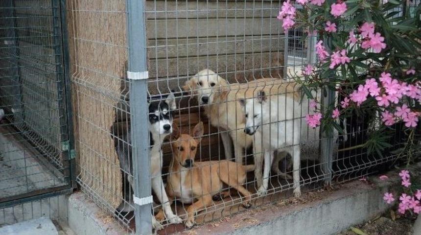 Beylikd&uuml;z&uuml; Belediyesi, Hayvanları Sahipleriyle Buluşturuyor