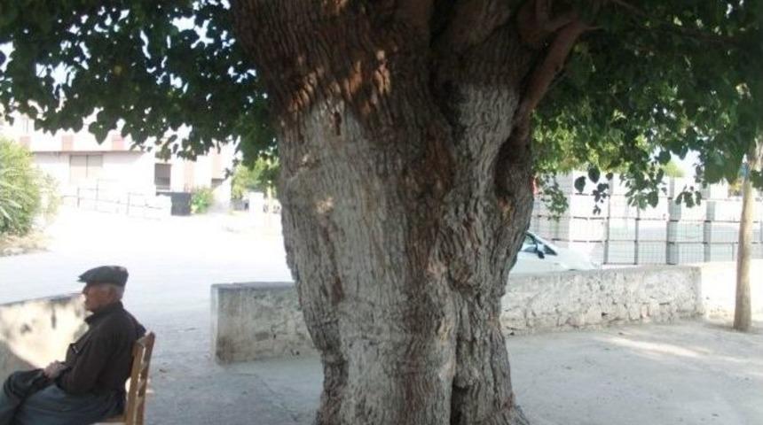 67 Yıllık Dut Ağacı G&ouml;vdesinde Asma &Uuml;z&uuml;m&uuml; Besliyor