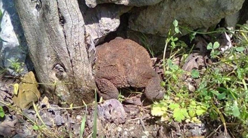 Kaplumbağa Değil Kurbağa