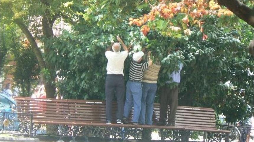 Yediler'de 'laz Yemişi'ne H&uuml;cum