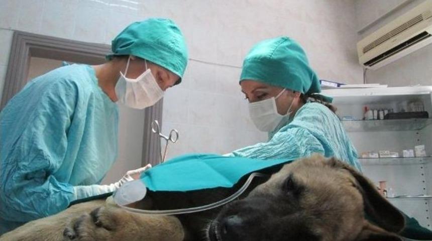 Kazazede K&ouml;peğe Ameliyat