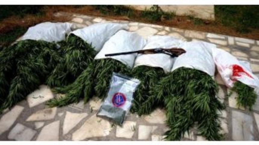 Sarıg&ouml;l&rsquo;de Bin 600 K&ouml;k Kenevir Ele Ge&ccedil;irildi