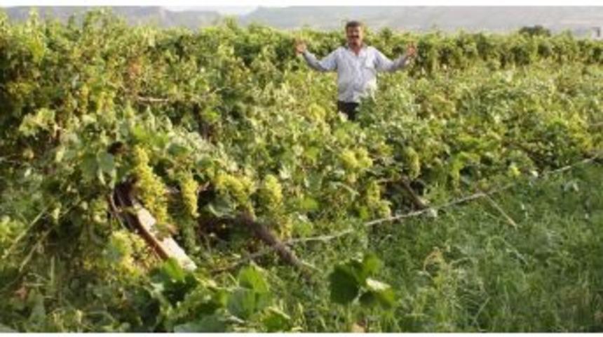 Fırtına Bağlara Zarar Verdi