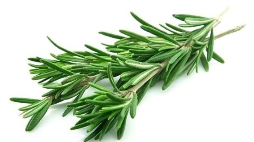 Biberiye Beyin G&uuml;c&uuml;n&uuml; Arttırıyor !