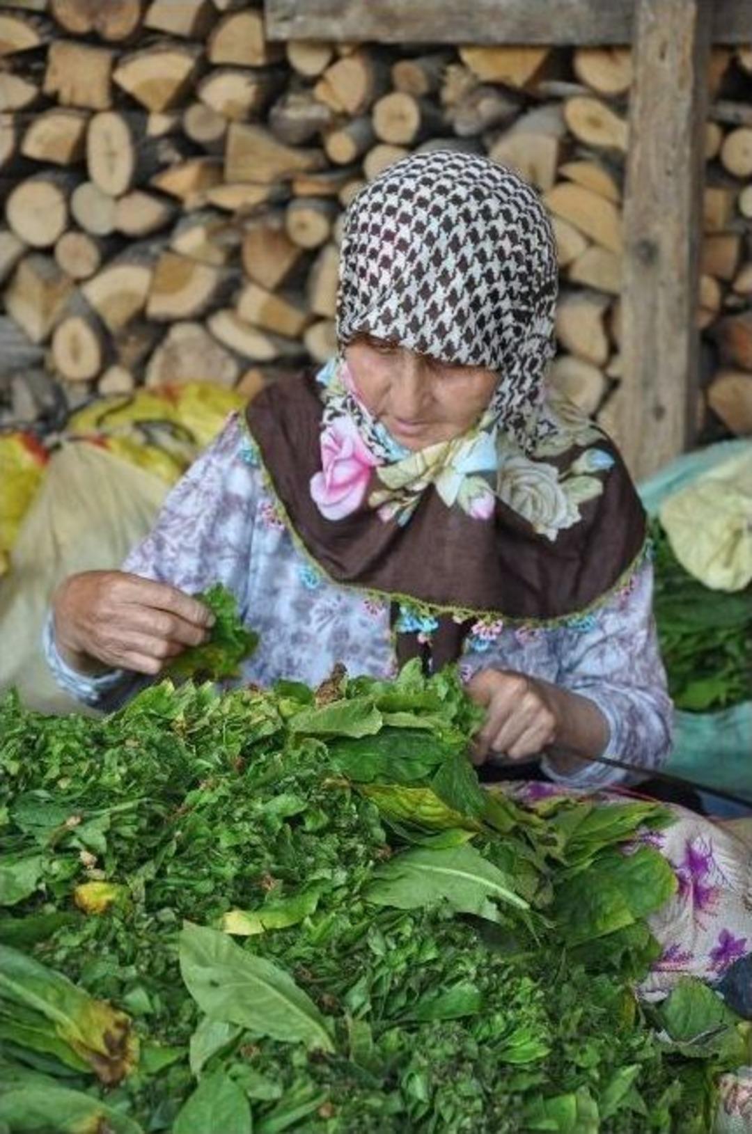 T&uuml;t&uuml;n &Uuml;reticileri Rekolteden Memnun, Fiyattan Şikayet&ccedil;i