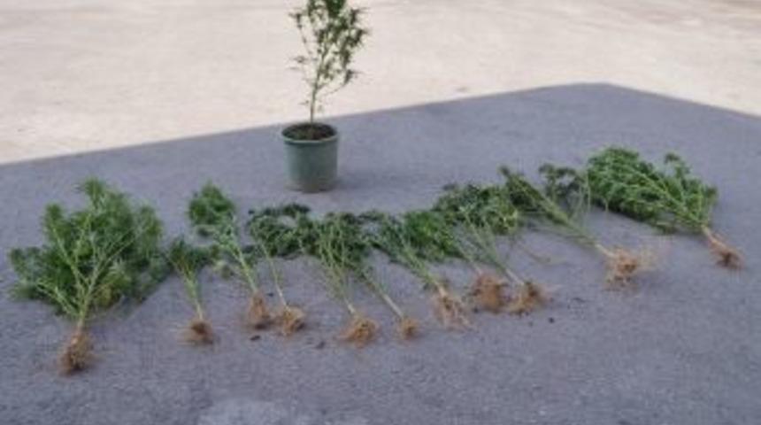 Saksı İ&ccedil;ine Ekili Halde 13 K&ouml;k Hint Keneviri Ele Ge&ccedil;irildi