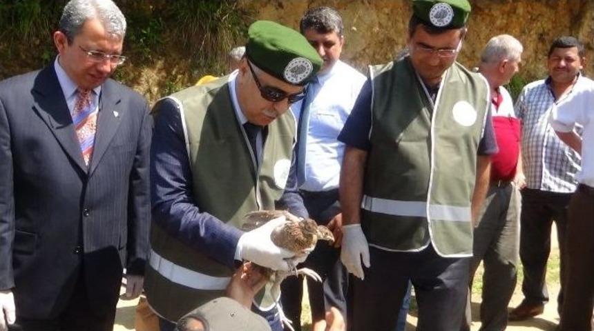 Giresun&rsquo;da Doğaya 500 Adet S&uuml;l&uuml;n Bırakıldı