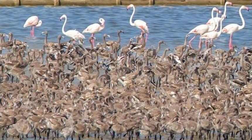 İzmir Kuş Cenneti 'flamingo' Yolu Gibi