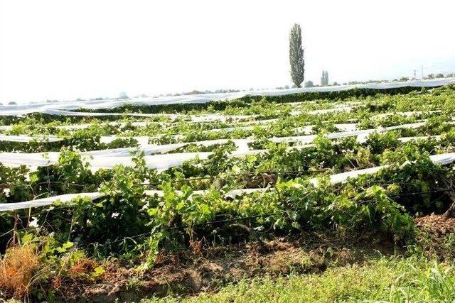 Sarıgöl’de 400 Dönüm Bağı Alanı Fırtınadan Zarar Gördü