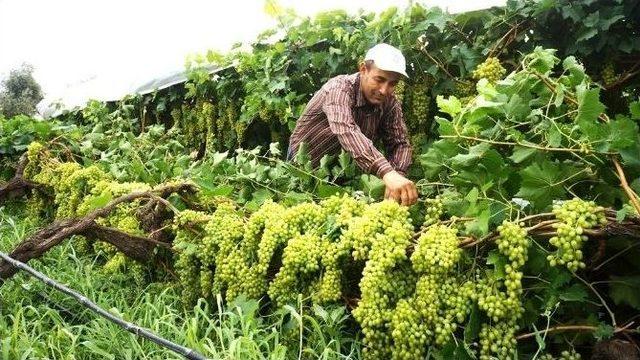 Sarıgöl’de 400 Dönüm Bağı Alanı Fırtınadan Zarar Gördü