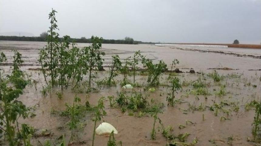 Yağışlar Ekili Alanlarda Y&uuml;zde 40&rsquo;lara Varan Oranda Zarara Yol A&ccedil;tı