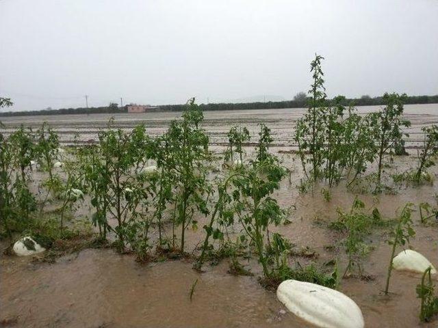 Yağışlar Ekili Alanlarda Yüzde 40’lara Varan Oranda Zarara Yol Açtı