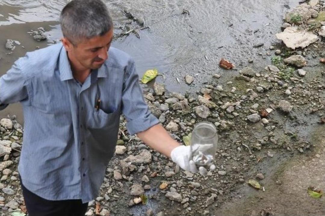 &Ccedil;ivi Deresinde Y&uuml;zlerce Balık Telef Oldu