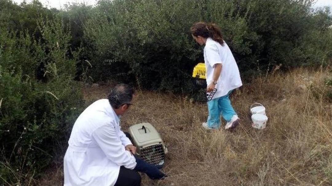 Annelerini Kazada Kaybeden Kirpiler Ormanla Buluştu