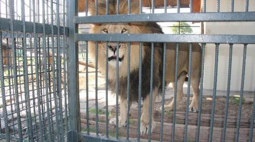 Hayvanat Bah&ccedil;esini 168 Bin Kişi Ziyaret Etti