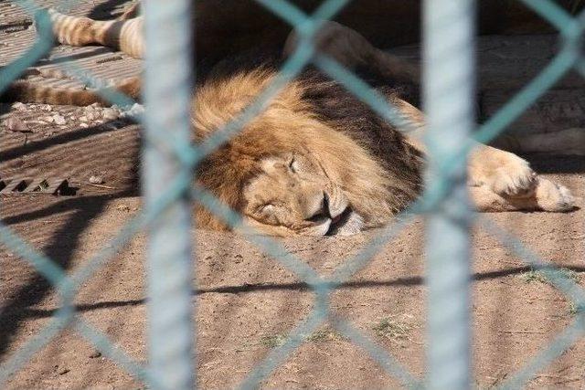 Hayvanat Bahçesini 168 Bin Kişi Ziyaret Etti