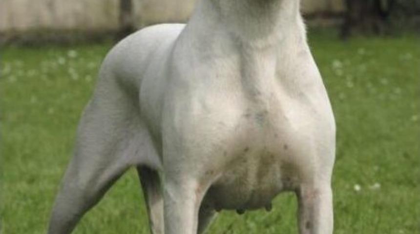 Tehlike Arz Eden K&ouml;pekler Hakkında Uyarılar