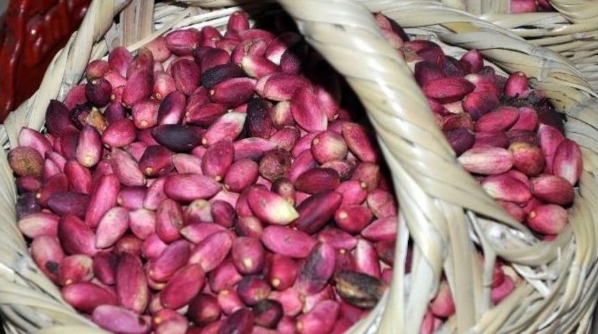 Taze Ben Fıstık Fiyatları El Yakıyor