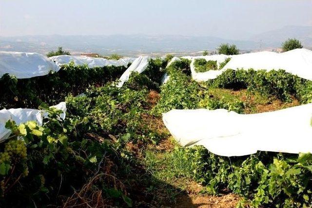 Tariş Üzüm Birliği Yönetim Kurulu Başkanı Ali Rıza Türker: