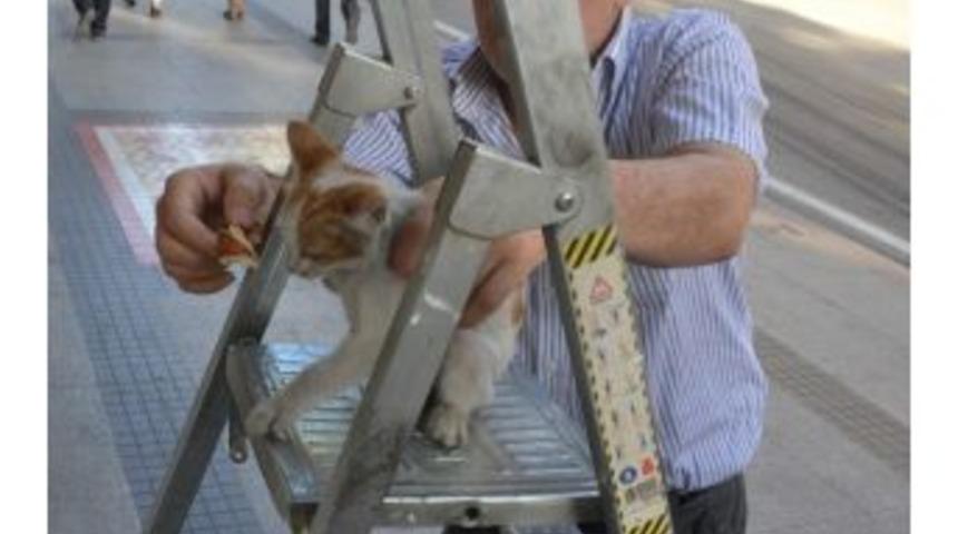 Vatandaşlardan Kedi Kurtarma Operasyonu