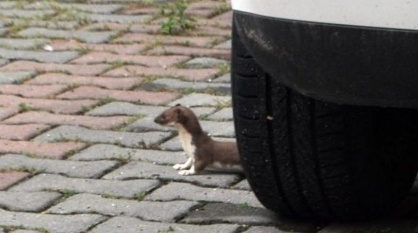 Gelincik Şehre İndi