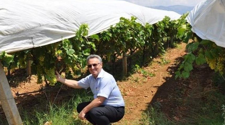 Sarıg&ouml;l &Ouml;rt&uuml;s&uuml;yle Rekora Gidiyor