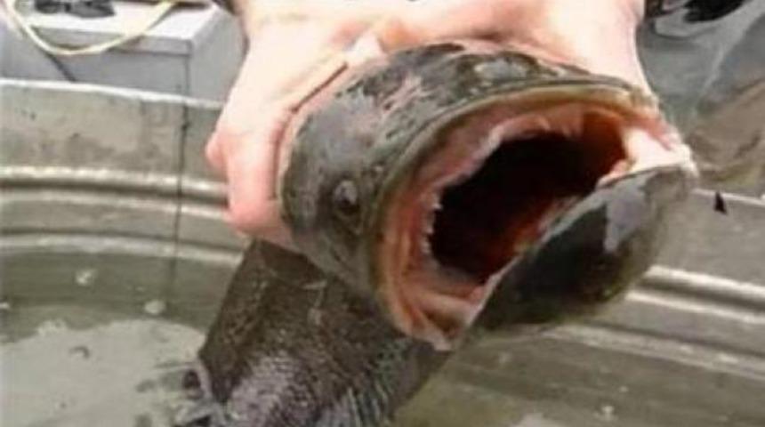 Canavar balık alarmı!