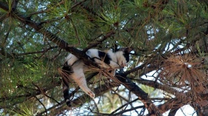 Yavru Kedi İkinci Operasyonda Kurtarıldı