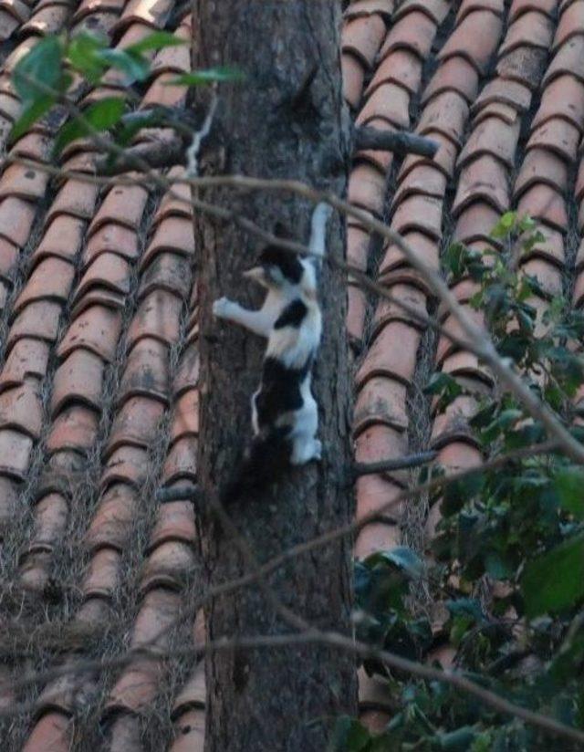 Yavru Kedi İkinci Operasyonda Kurtarıldı