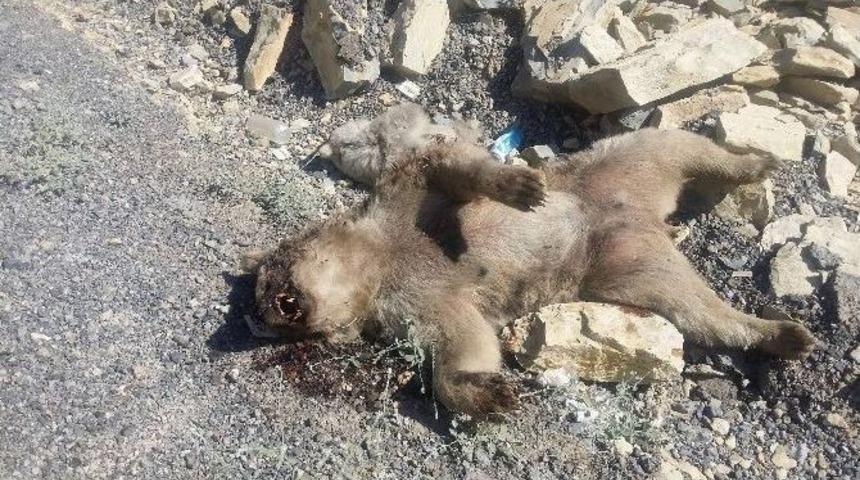 Anne Ve Yavru Ayı Telef Oldu