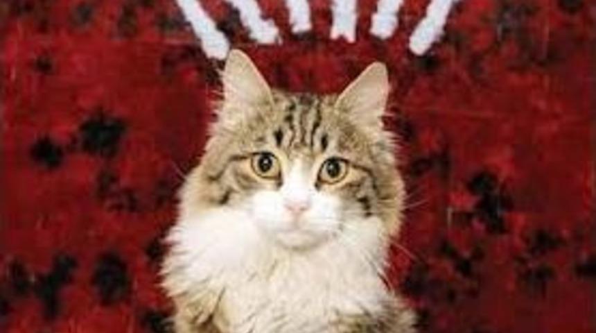 Chp&rsquo;nin Kadrolu Kedisi &lsquo;şero&rsquo; Se&ccedil;imlerde G&ouml;rev Başında