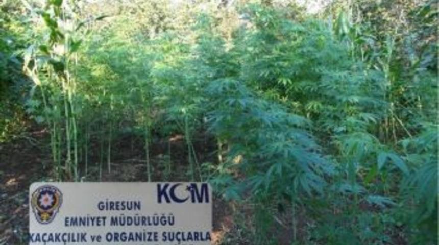 Giresun&rsquo;da 702 K&ouml;k Kenevir Ele Ge&ccedil;irildi