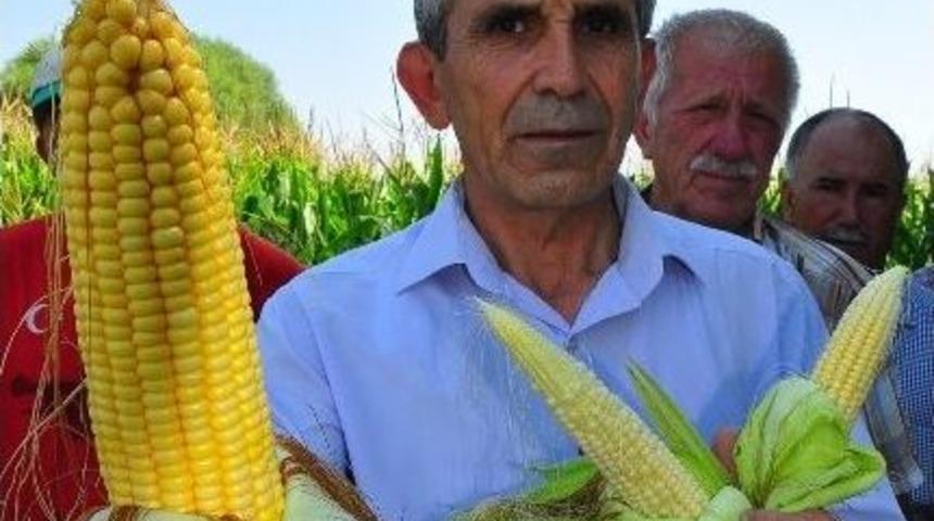 (özel Haber) Mısır Üreticisi Kaygılı