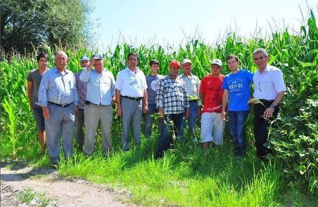 (özel Haber) Mısır Üreticisi Kaygılı 1