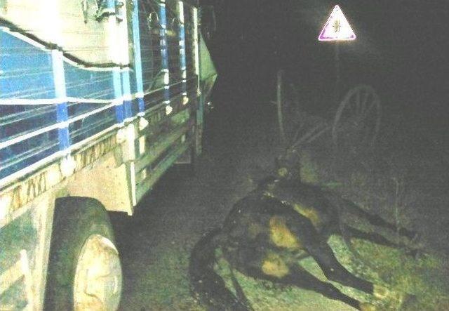 Afyonkarahisar’da Kamyonet İle At Arabası Çarpıştı, 1 Kişi Ağır Yaralandı