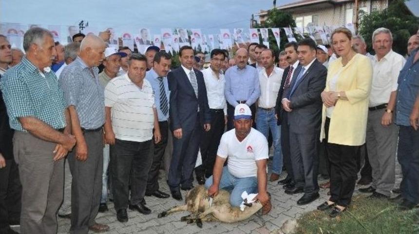 Ayvalı Ve Sarıcaali'de İlk Bakan Heyecanı