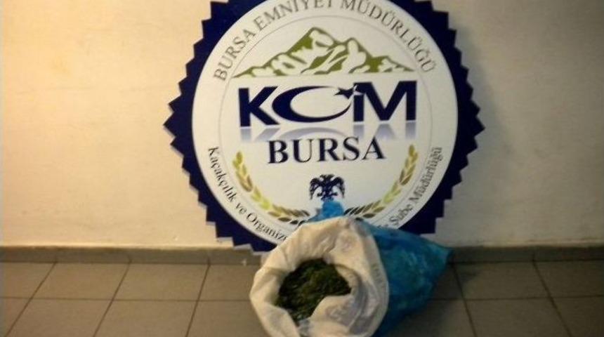 Esrarla Yakalandı, "davulcu Bulmaya Geldim" Dedi