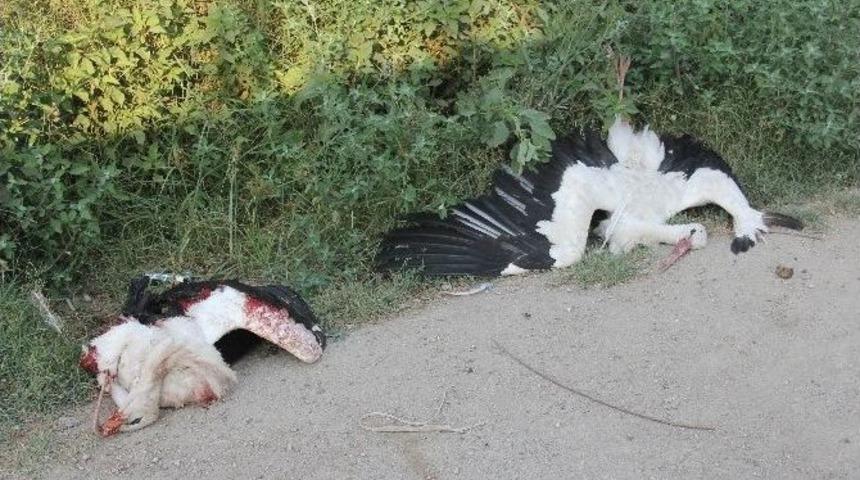 İncirlik'ten Kalkan U&ccedil;ak Leylek S&uuml;r&uuml;s&uuml;ne &Ccedil;arptı
