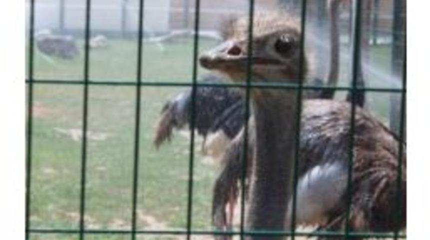 Hayvanlar "fıskiye" İle Serinliyor