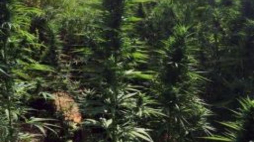 Seydikemer&rsquo;de Esrar Operasyonu