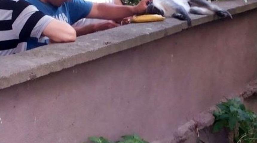 (&ouml;zel Haber) Kartal'da &lsquo;maymun&rsquo; Alarmı