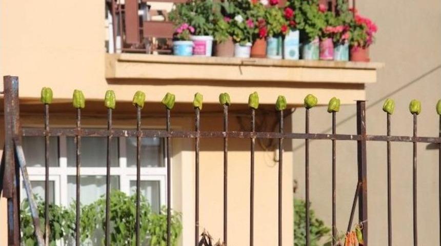 Beyşehir&rsquo;de Sebzeler Kurtulmaya Başlandı