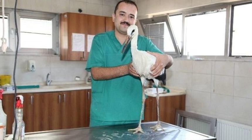 Yaralı Leylek Yuvasına Döndü