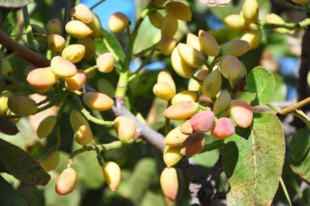 Antep&rsquo;in Fıstığı Manisa&rsquo;dan