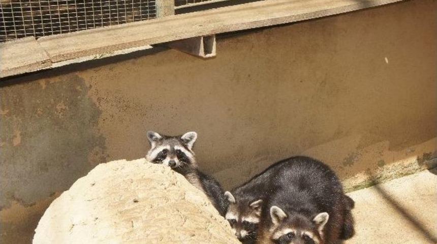 Darıca Hayvanat Bah&ccedil;esindeki Rakunlarda N&uuml;fus Patlaması