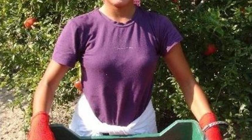 Yılın İlk Nar Hasadı Silifke&rsquo;de Yapıldı