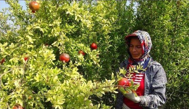 Yılın İlk Nar Hasadı Silifke’de Yapıldı