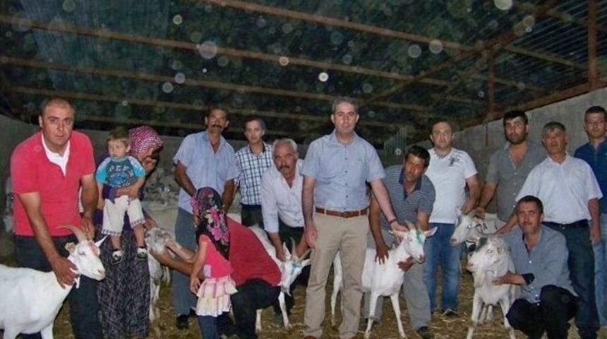 Hassalı 6 &Ccedil;ift&ccedil;iye 114 Saanen Cinsi Ke&ccedil;i Dağıtıldı